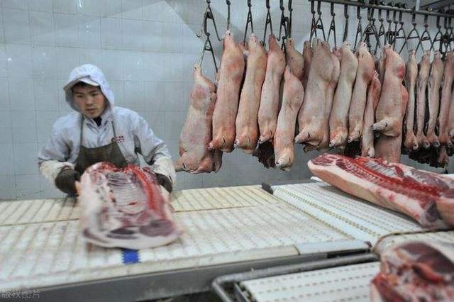 猪价跌势加剧，局部探底“5元时代”，猪肉收储也救不了猪市？