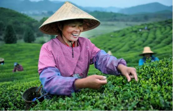 绿茶放了10年还能喝吗？绿茶的最佳饮用期，到底是多长时间？