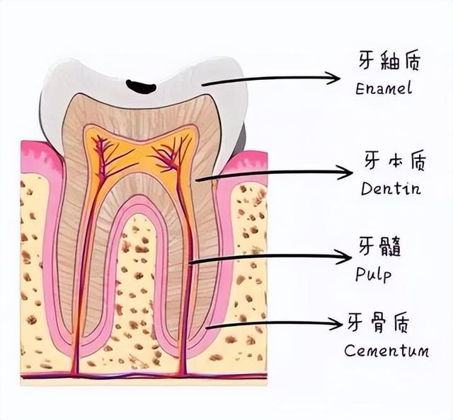 牙齿上有黑色的东西洗不掉怎么办