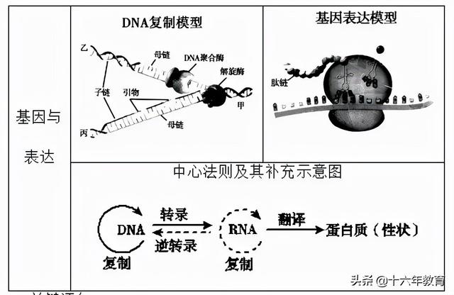 萨顿假说