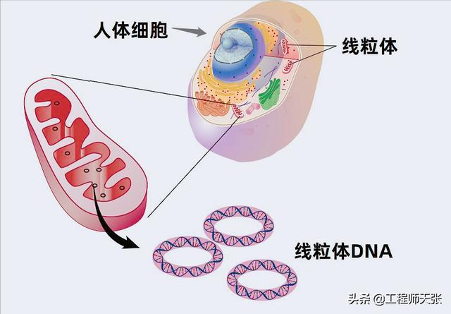 杭州杀妻案细节曝光！常规方法无效，最后线粒体DNA技术锁定证据