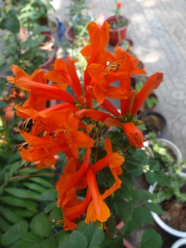 凌霄花开红艳艳