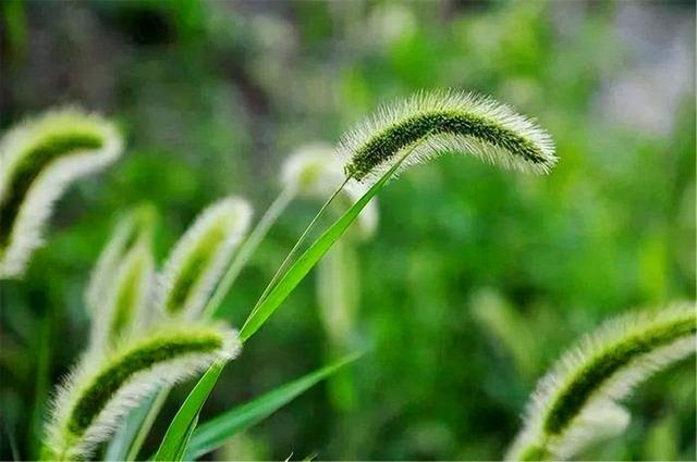 “狗尾巴草”其实是个宝，用它来煮水喝，或许能帮助改善4种问题