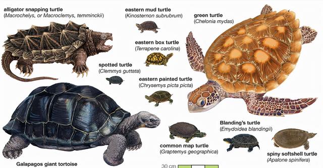 乌龟为何成了科学家们的“噩梦”？堪称进化论的“终极BUG”