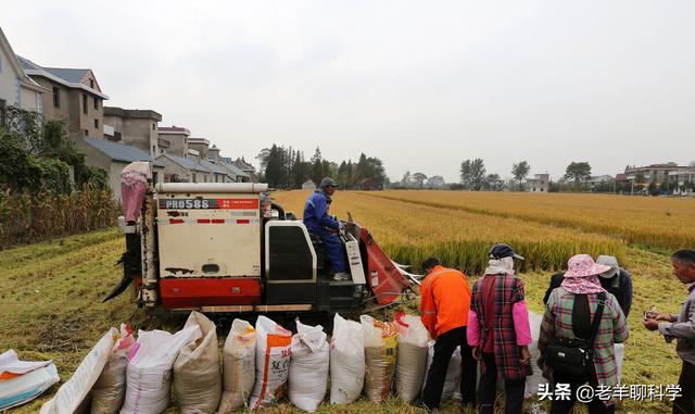 美国小麦亩产多少？与中国有何差距？为何说他抢了世界人民的饭碗14