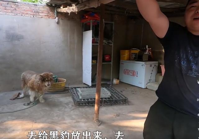 黑色罗威纳犬狗仗人势（豫西小丁全网人仗狗势）(16)