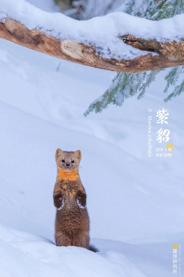 五指山破碎制砂机厂家