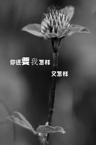 十五条悲伤难过后的人生感悟，每一条你都可以复制变成自己的作品