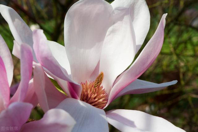 木兰花花语