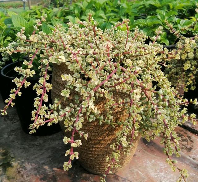 肉肉植物