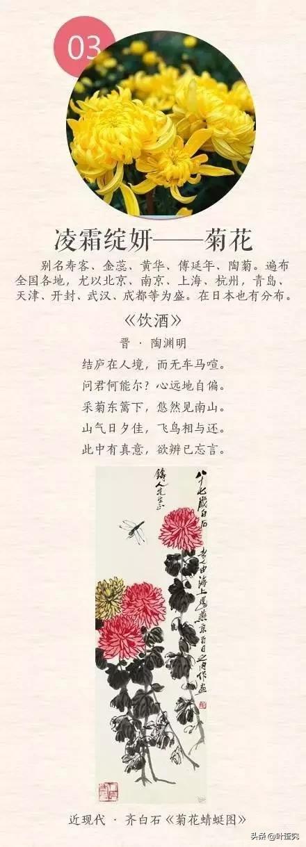 11月开什么花