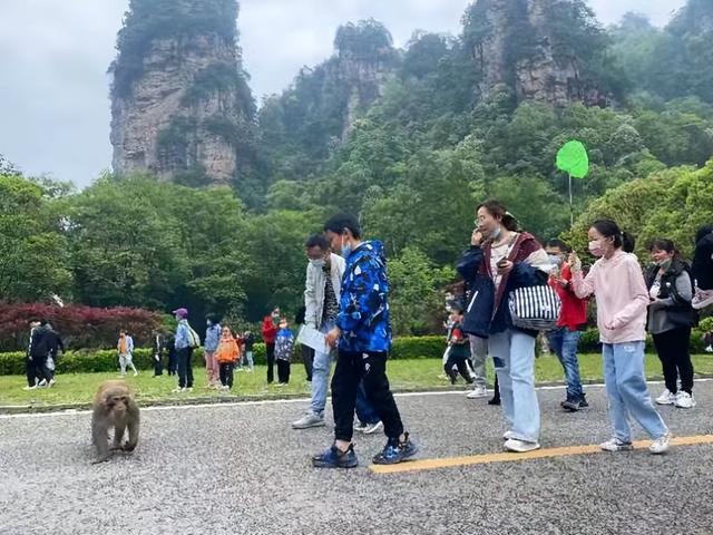 多景区客流量为今年新高！“五一”小长假，张家界旅游回暖