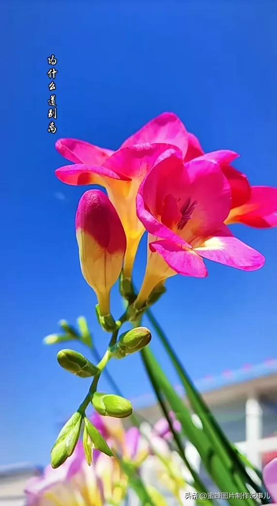 阳春三月，万花丛中娇美溢，千朵万朵压枝低