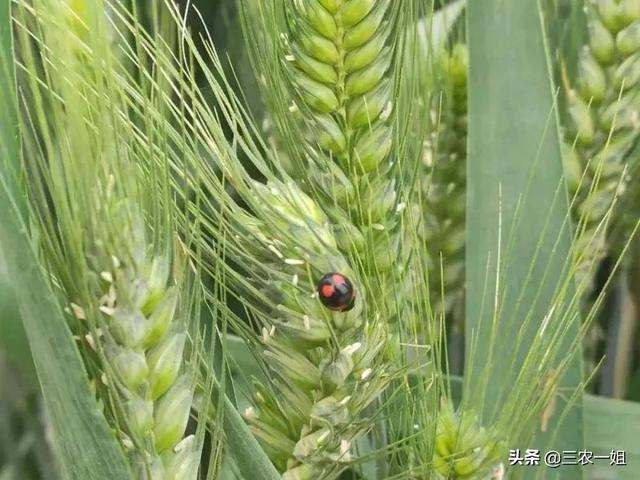 五一恰逢四月初一，四月怕初一，风雨麦不收，下雨不好？农谚咋说