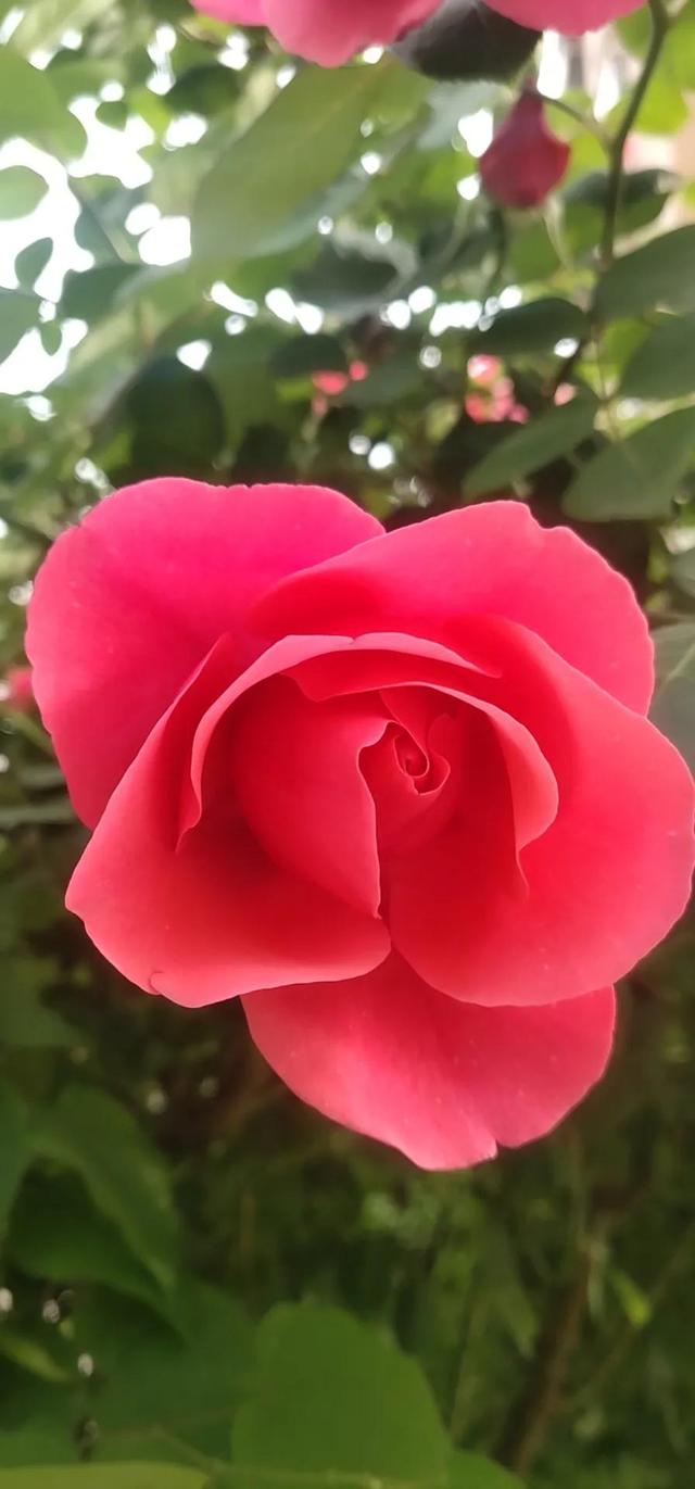 美丽的鲜花，姹紫嫣红，芬芳扑鼻，令人心情愉悦