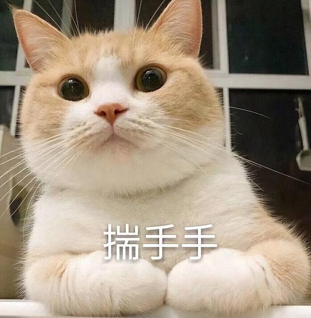 建议穷人养的10种猫 寿命不长的6种猫(1)