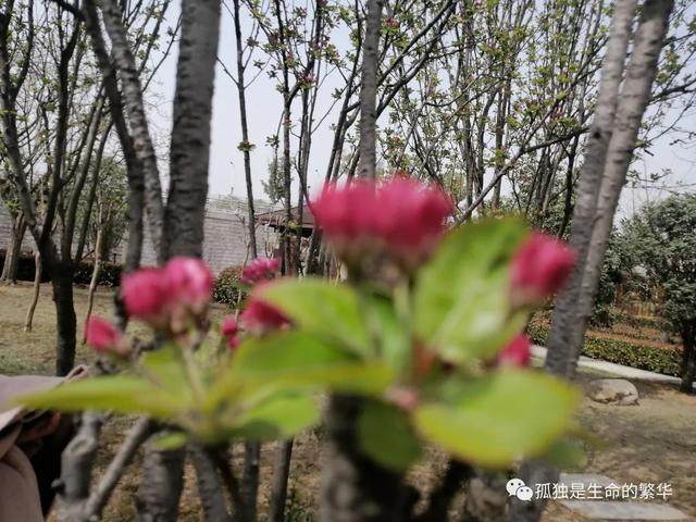 生命是一树一树的花开