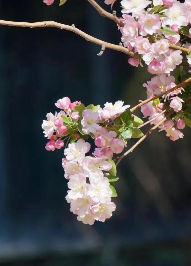 海棠花图片