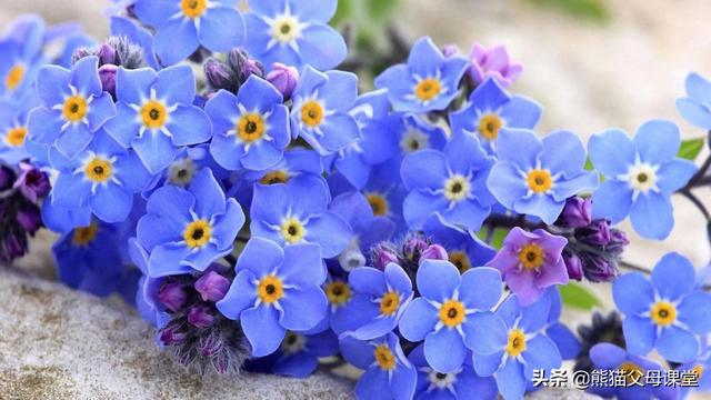 玫瑰花的含义及象征(玫瑰的含义和象征)