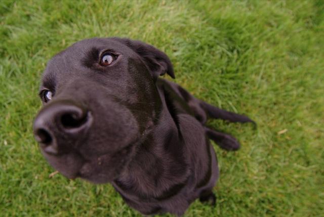 茶杯犬的寿命