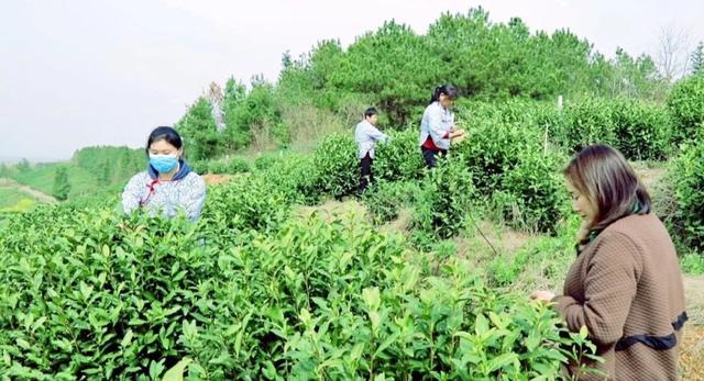 光山白茶喜获丰收 不负春光采摘忙