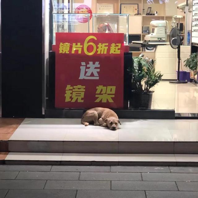 在街上遇到一只狗狗（路过被一只狗叫住）(1)