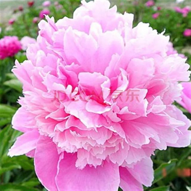 花的世界，芬芳美丽；醉了眼眸，美了心情