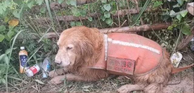 搜救犬有多厉害？为什么要让它参与东航MU5735搜救工作呢？