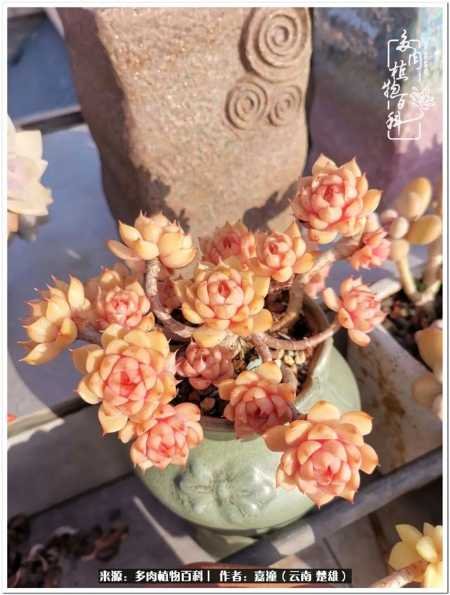 玉蝶铜芯电线价格表4平方,玉蝶铜芯线今日价格