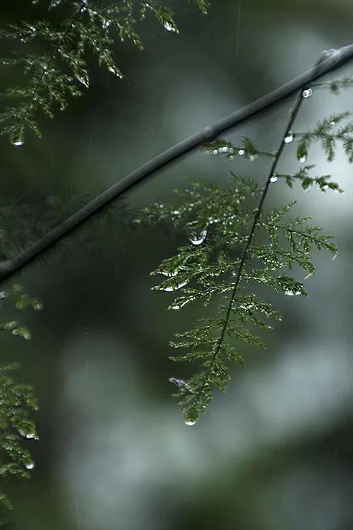 静夜听雨，雨的遐想