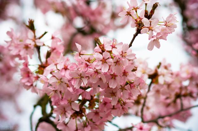 野蔷薇花语