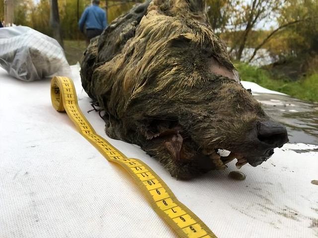 北极发现5.7万年前尸体，可能还会出现更危险的东西，人类需警醒