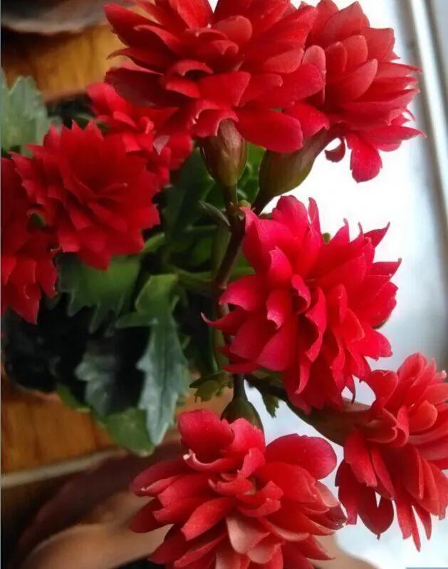 橙黄色的长寿花.造型非常漂亮的长寿花.花儿繁茂,花头繁多.