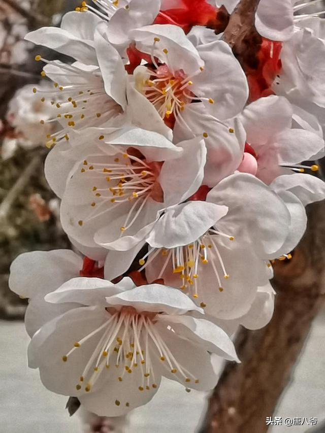 初春春阳映入杏花花蕊春风摇动着花枝蜜蜂留连在杏花间 新闻时间