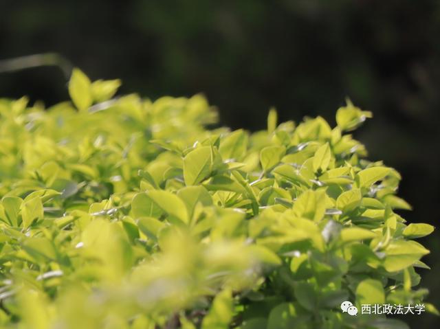 什么？在西法大，spring还有这个意思!
