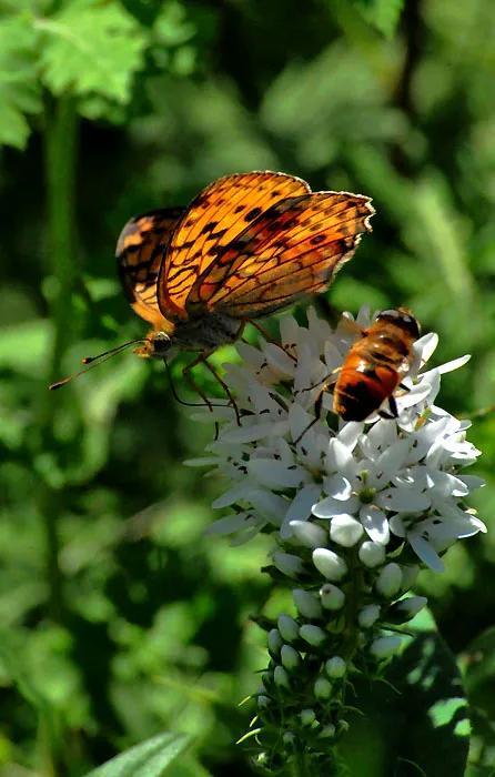 回顾春天百花争艳、招蜂引蝶图片大赏
