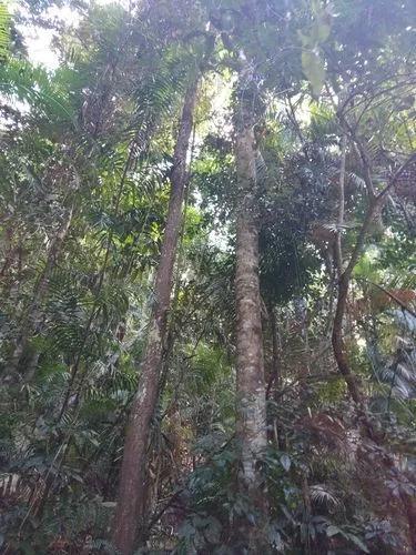 热带雨林植物