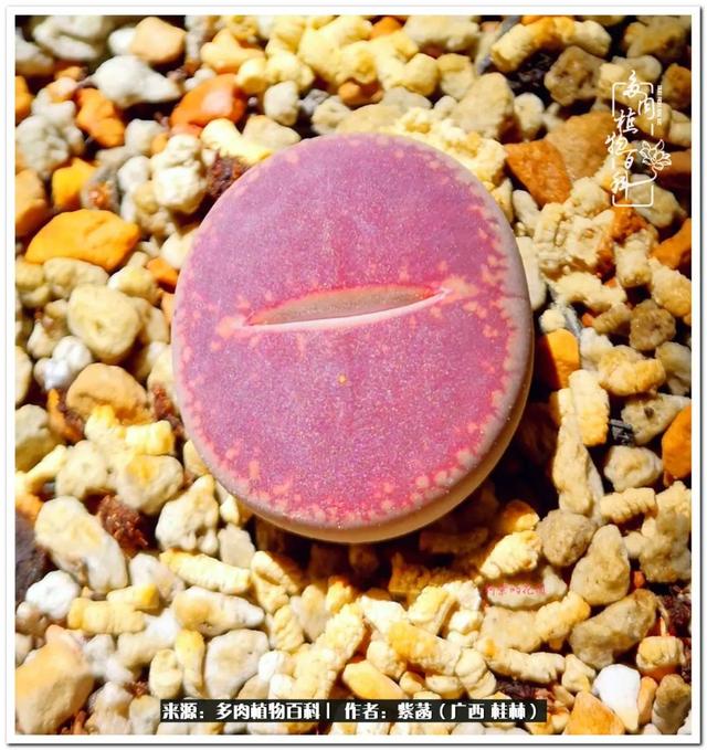 郑州新型泥土洗砂机