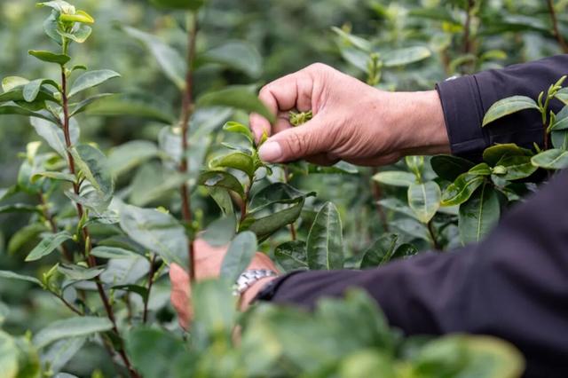 “搶鮮”春天！龍井茶3月5日開採 - 