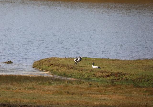 捕捉到了！黑頸鶴與黑鸛在昆明尋甸結伴越冬 - 