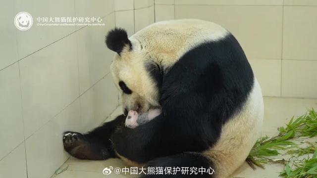 官方回應“全網最黑”大熊貓 - 