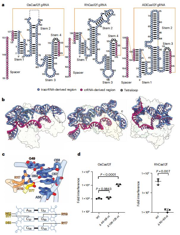 Nat.Struct.Mol.Biol.|Cas12f直系同源物的比較表徵揭示了提升基因組編輯效率的核心機制特徵 - 