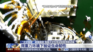 “太空蝴蝶”破蛹展翅 我國太空生物試驗取得新進展