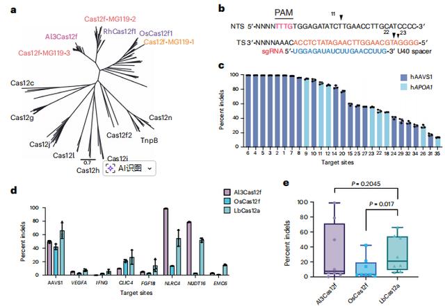 Nat.Struct.Mol.Biol.|Cas12f直系同源物的比較表徵揭示了提升基因組編輯效率的核心機制特徵