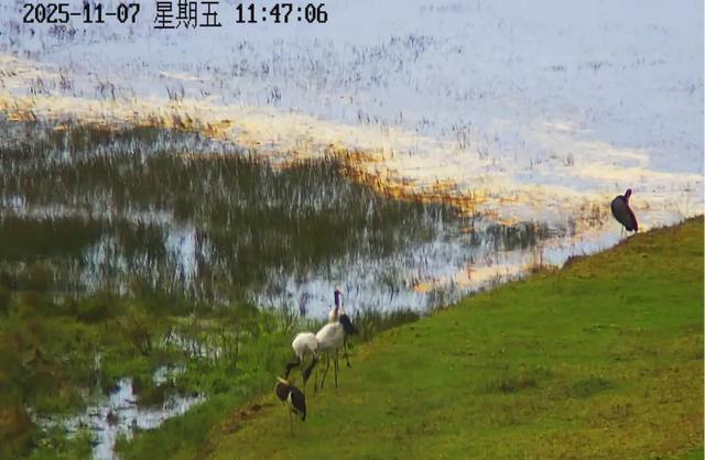 捕捉到了！黑頸鶴與黑鸛在昆明尋甸結伴越冬