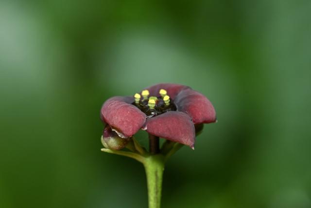 三年等一果，他把“茅台衛矛”寫進植物族譜 - 