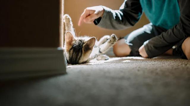 右眼0.02 左眼0.1，14歲男孩常與家中貓狗同吃同睡，雙眼感染弓蛔蟲幼蟲近乎失明！醫生：早期癥狀隱匿，延誤治療可致永久性視力殘疾 - 