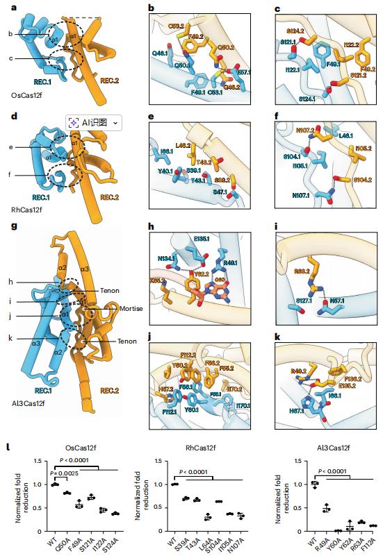 Nat.Struct.Mol.Biol.|Cas12f直系同源物的比較表徵揭示了提升基因組編輯效率的核心機制特徵 - 