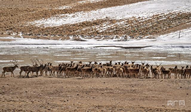 青海“十四五”期間投入157億築牢“中華水塔”安全屏障 - 