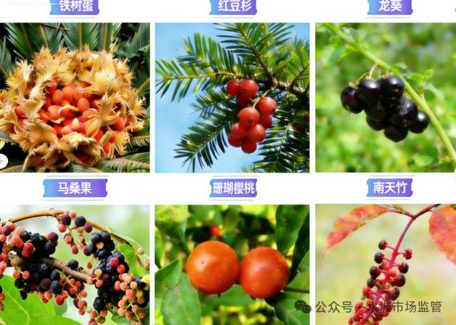 關於預防食用野生菌、野菜、野果中毒的安全提示 - 